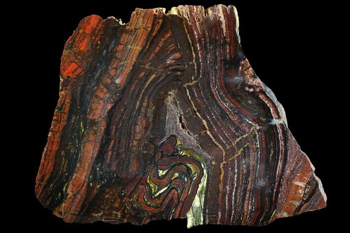 Polished Tiger Iron Stromatolite - ( Billion Years) #92970